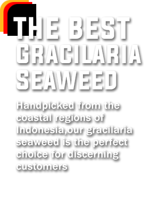 Supplier Rumput Laut