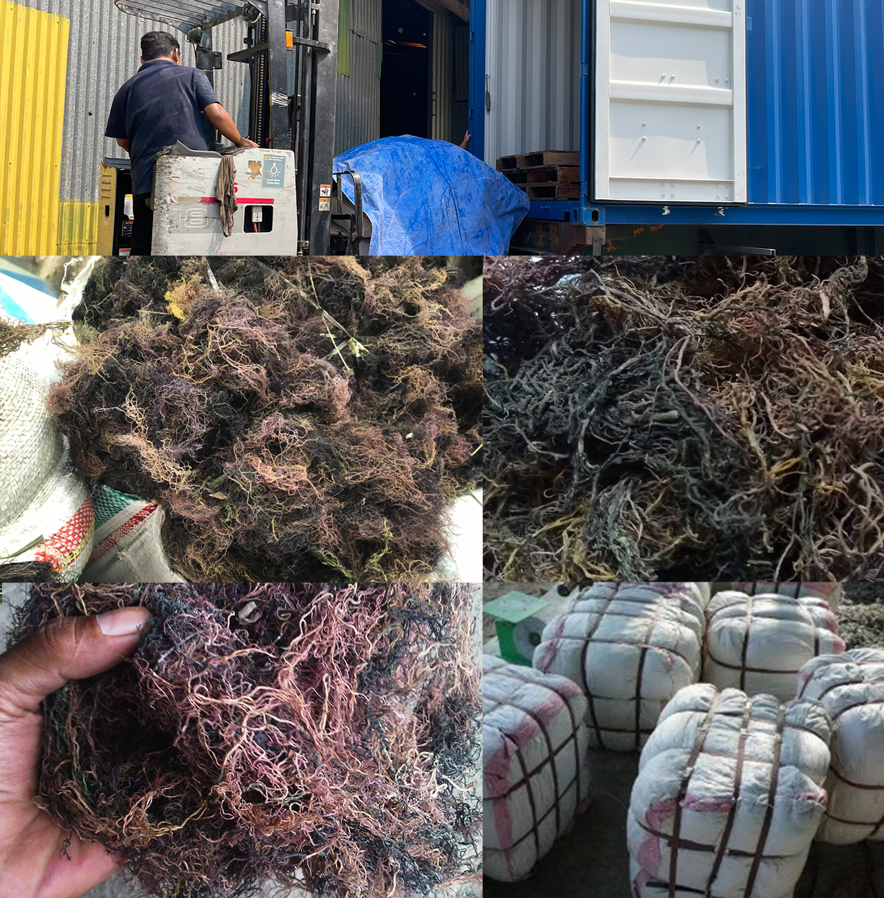 dried gracilaria seaweed