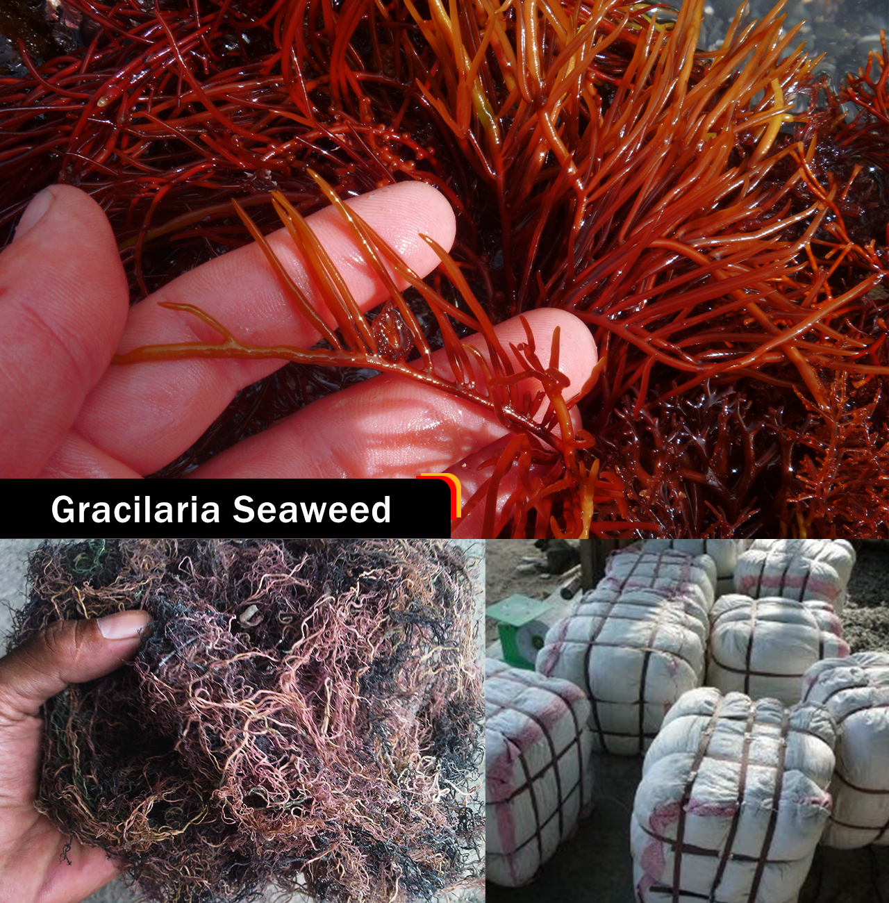 Gracilaria seaweed