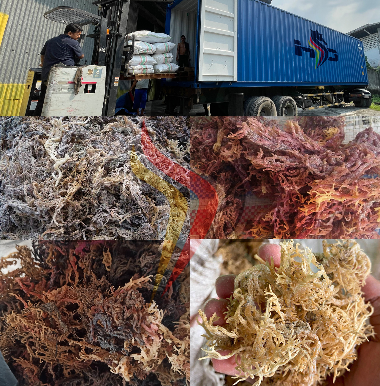 dried e cottonii seaweed