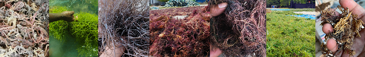 e cottonii seaweed